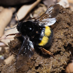 Bombus terrestris sassaricus