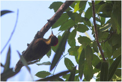 Piculus chrysochloros