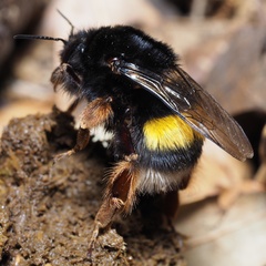 Bombus terrestris sassaricus