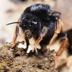 Bombus terrestris sassaricus