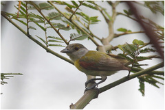 Pachyramphus viridis