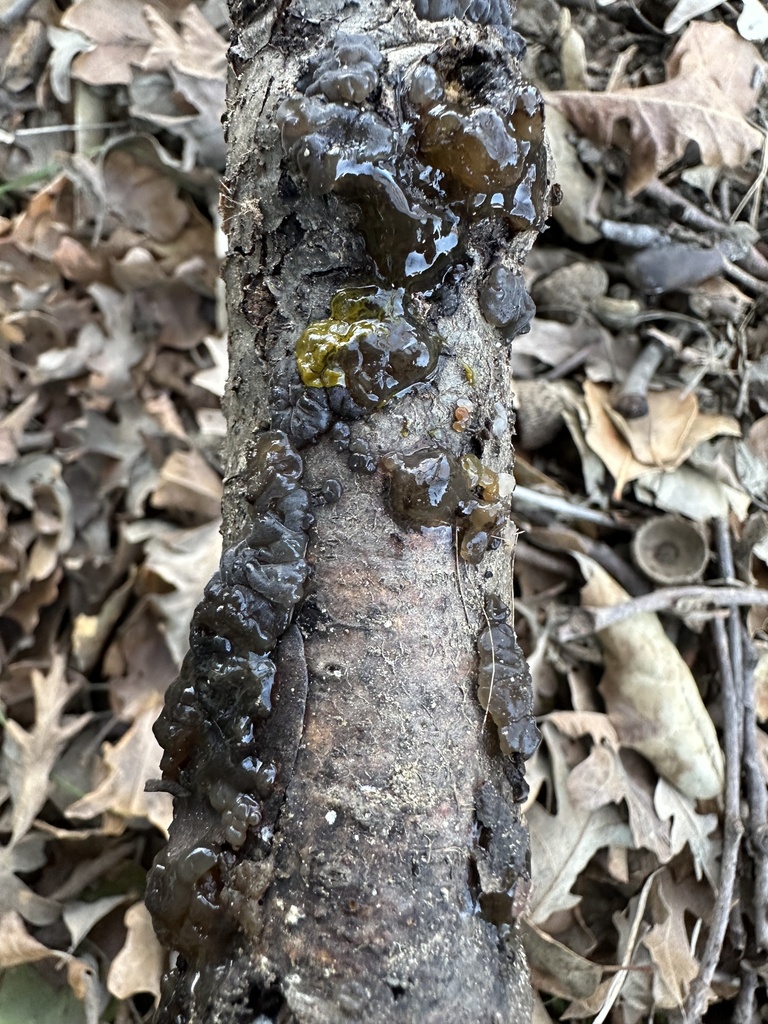 Exidia glandulosa · December 2025 · photo: © irinamitine (iNaturalist, cc-by)