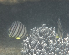Chaetodon octofasciatus