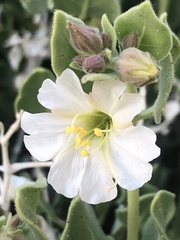 Mirabilis oligantha