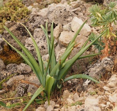 Pancratium illyricum
