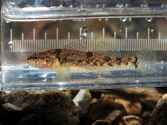 Tuscumbia Darter photo 4