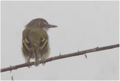 Hemitriccus margaritaceiventer