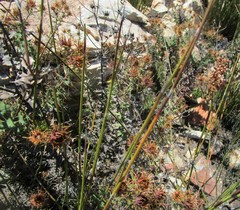 Berkheya cruciata