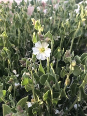 Mirabilis oligantha