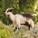 Domestic Goat - Photo (c) Jakob Fahr, some rights reserved (CC BY-NC), uploaded by Jakob Fahr