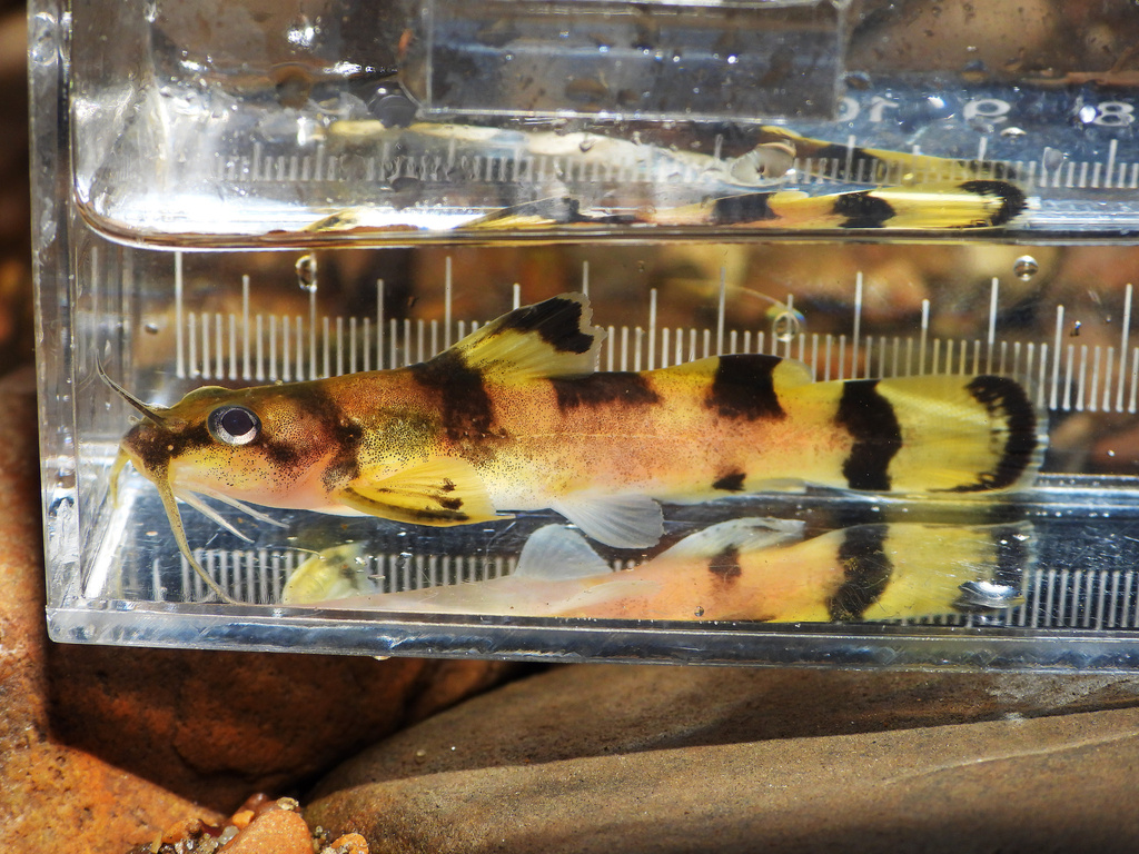 Checkered Madtom