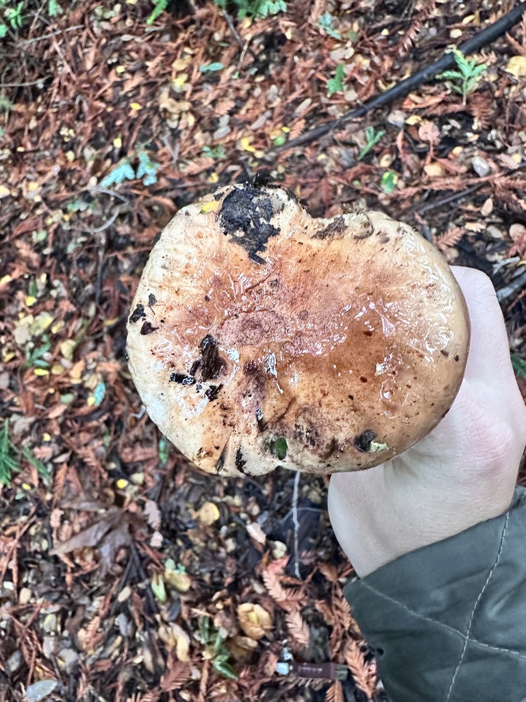Tricholoma dryophilum