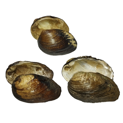 Lamprotula caveata