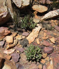 Machairophyllum bijliae