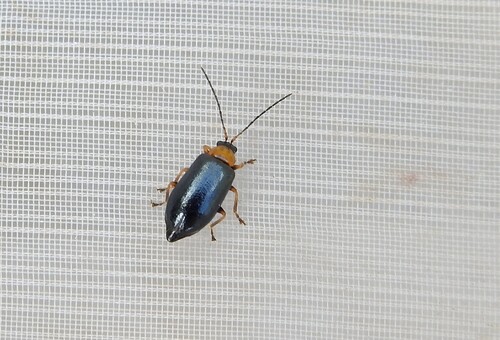Luperus viridipennis