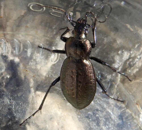 Carabus fairmairei