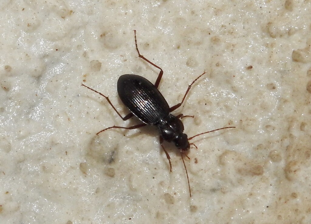 Nebria castanea