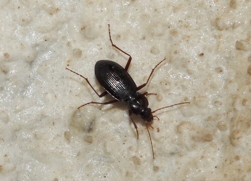 Nebria castanea