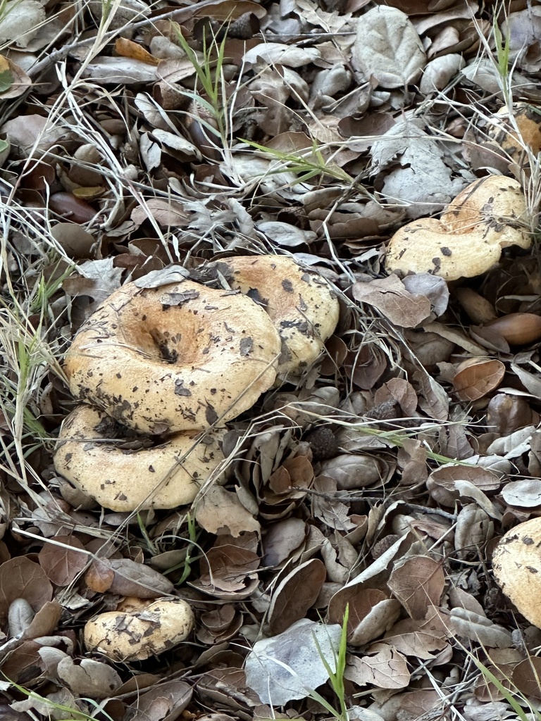 Lactarius alnicola · December 2025 · photo: © irinamitine (iNaturalist, cc-by)