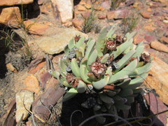 Machairophyllum bijliae