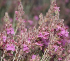 Teucrium marum