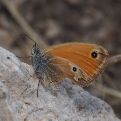 Coenonympha corinna