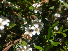 Sannantha pluriflora, photograph (c) Bryce Watts-Parker, some rights reserved (CC BY)