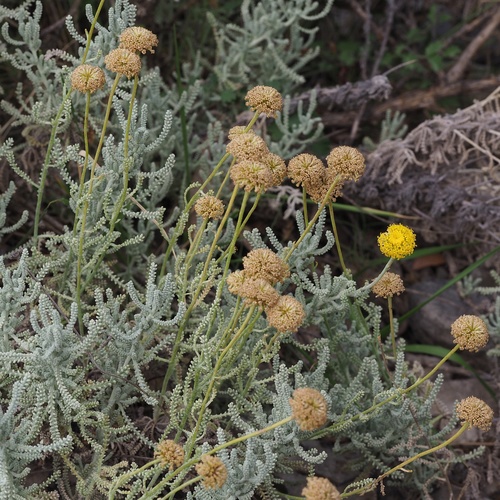 Santolina insularis · iNaturalist