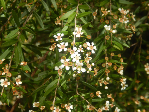 Sannantha pluriflora, photograph 5