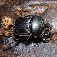 Scarabaeus laticollis