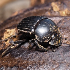 Scarabaeus laticollis