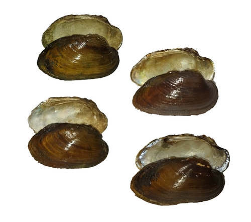 Nodularia guiensis