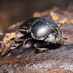 Scarabaeus laticollis