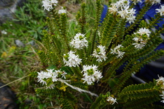 Veronica pauciramosa