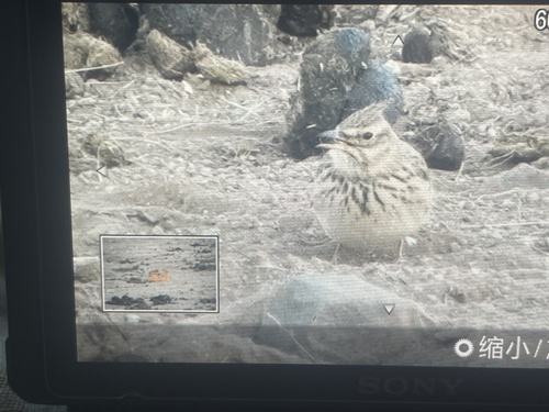 Crested Lark