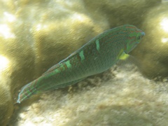 Halichoeres melanurus