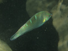 Halichoeres melanurus