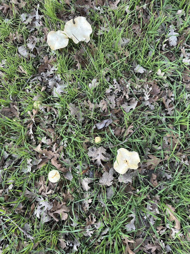 Leratiomyces percevalii · December 2025 · photo: © irinamitine (iNaturalist, cc-by)