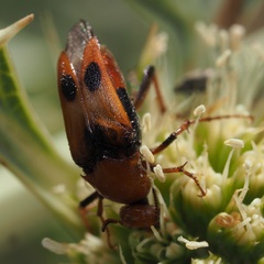 Macrosiagon bimaculata
