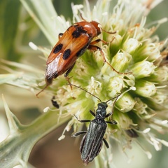 Macrosiagon bimaculata