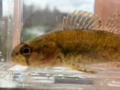 Tuscumbia Darter photo 2