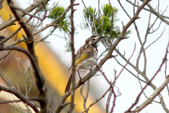 Purnella albifrons