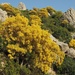 Mount Etna Broom - Photo (c) Jakob Fahr, some rights reserved (CC BY-NC), uploaded by Jakob Fahr