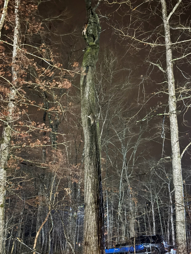 Common Raccoon photographed in Tennessee