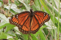 Limenitis archippus floridensis