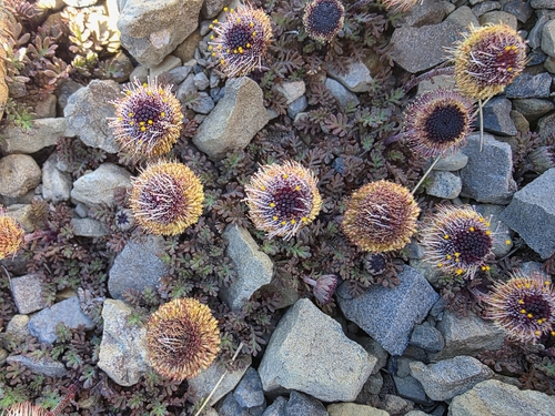 Leptinella atrata, photograph 4