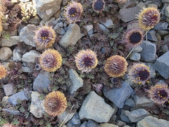 Leptinella atrata, photograph (c) nicnation, some rights reserved (CC BY)