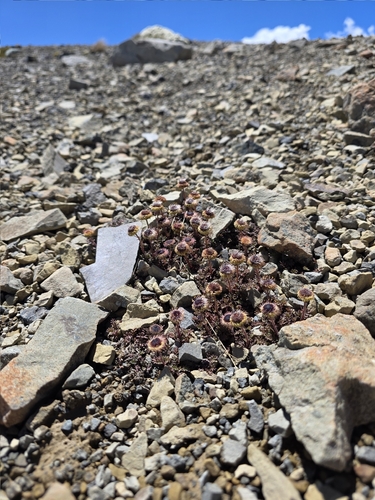 Leptinella atrata, photograph 5