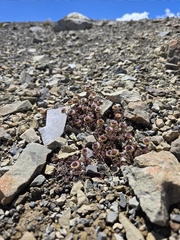 Leptinella atrata, photograph (c) nicnation, some rights reserved (CC BY)