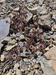 Leptinella atrata, photograph (c) nicnation, some rights reserved (CC BY)